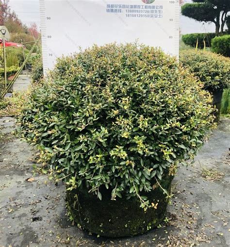 冬青先令|先令冬青 Ilex vomitoria cv. Schillings